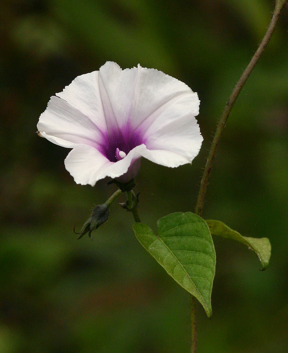 Ipomoea tenuirostris subsp. tenuirostris