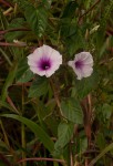 Ipomoea tenuirostris subsp. tenuirostris