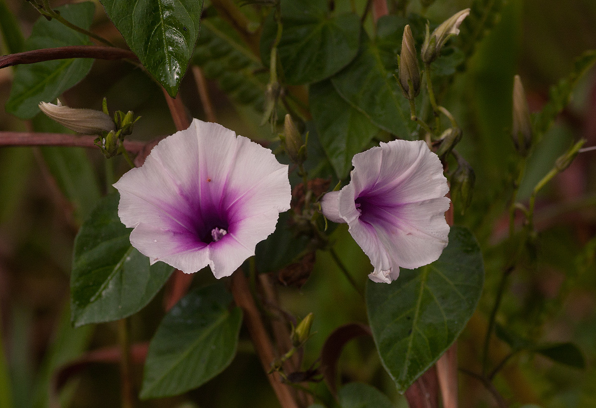 Ipomoea tenuirostris subsp. tenuirostris