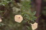 Ipomoea tuberculata var. tuberculata