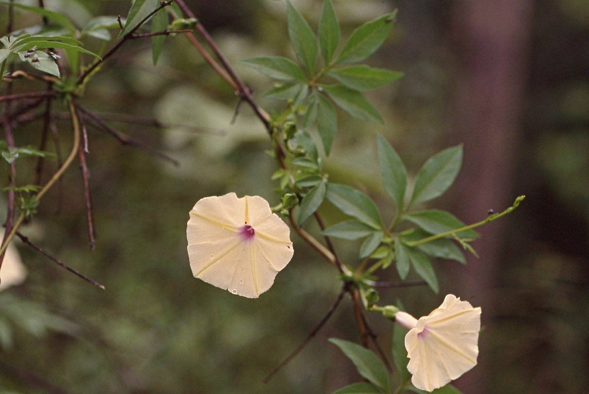 Ipomoea tuberculata var. tuberculata