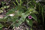 Ipomoea verbascoidea