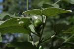 Ipomoea verbascoidea