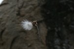 Ipomoea verbascoidea