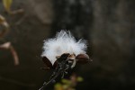 Ipomoea verbascoidea