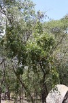 Ipomoea verbascoidea