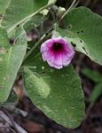 Ipomoea verbascoidea