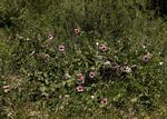 Ipomoea verbascoidea