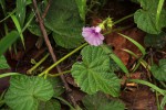 Ipomoea wightii var. wightii