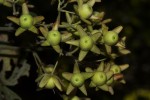 Paralepistemon shirensis