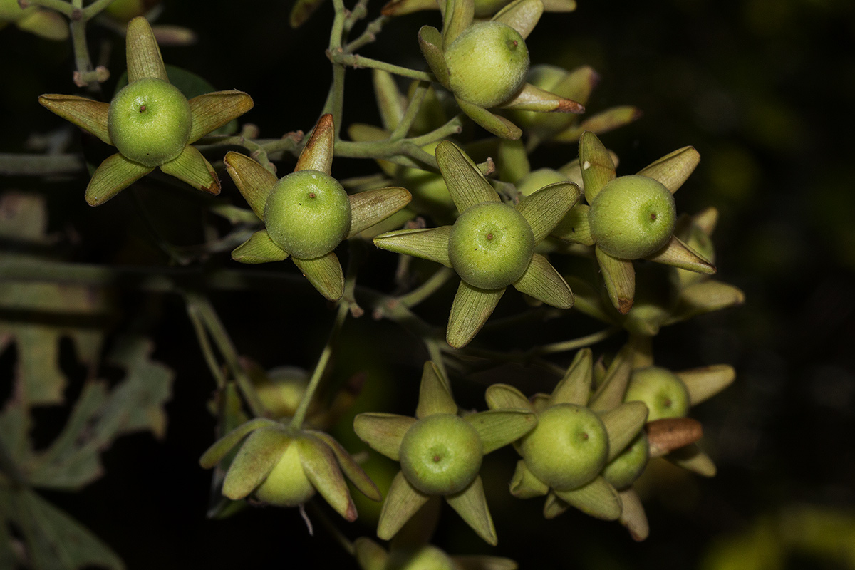 Paralepistemon shirensis