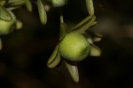 Paralepistemon shirensis