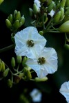 Paralepistemon shirensis