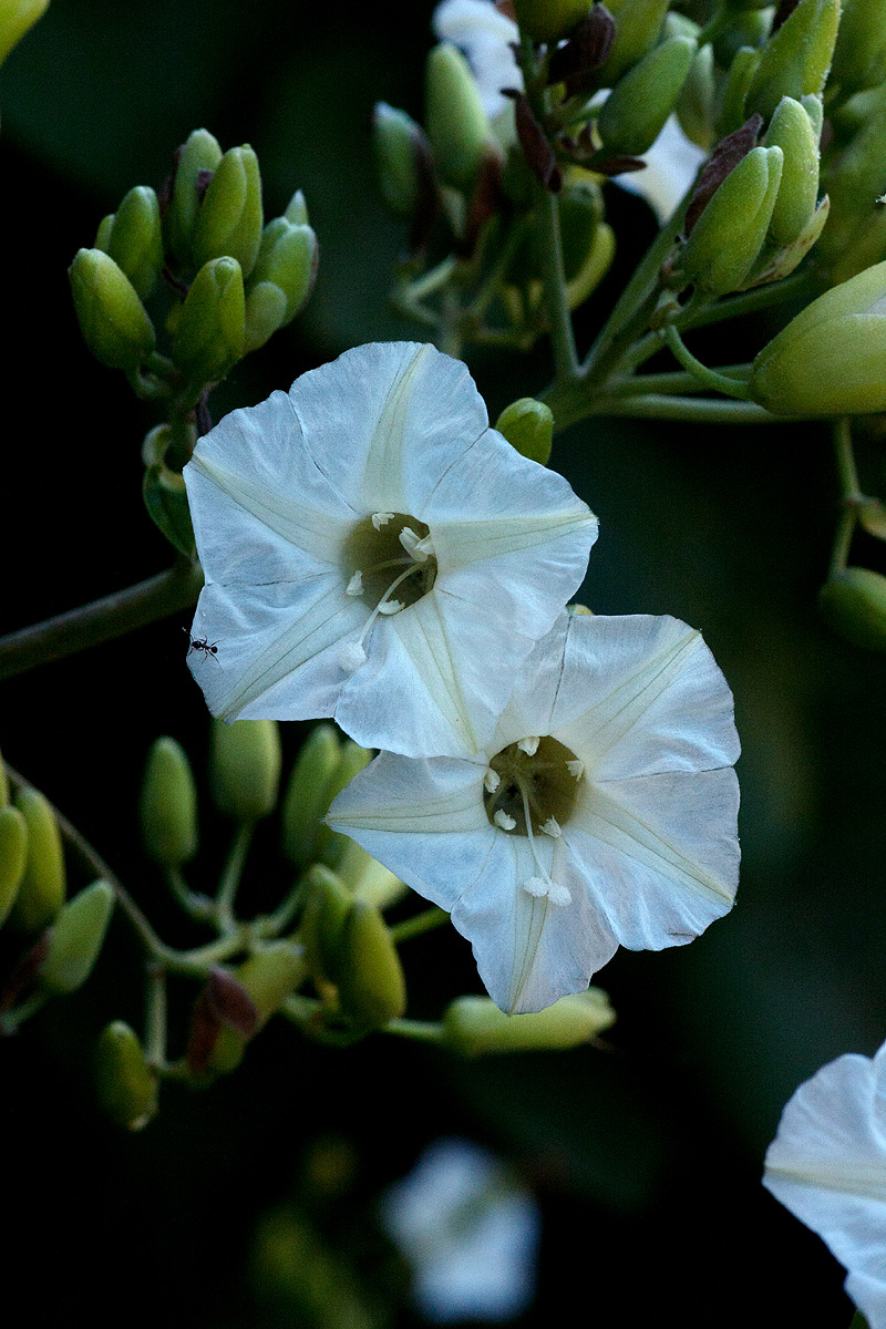 Paralepistemon shirensis
