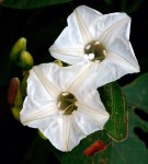 Paralepistemon shirensis