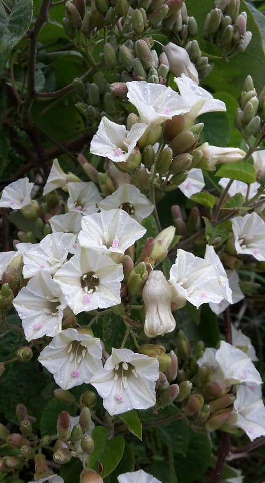 Paralepistemon shirensis