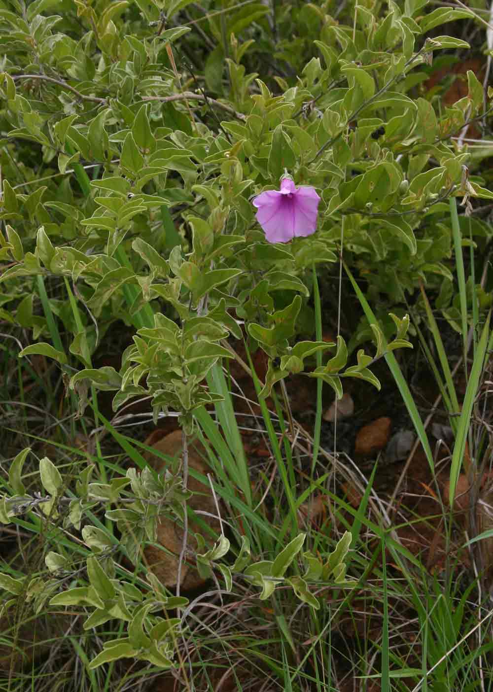 Turbina holubii