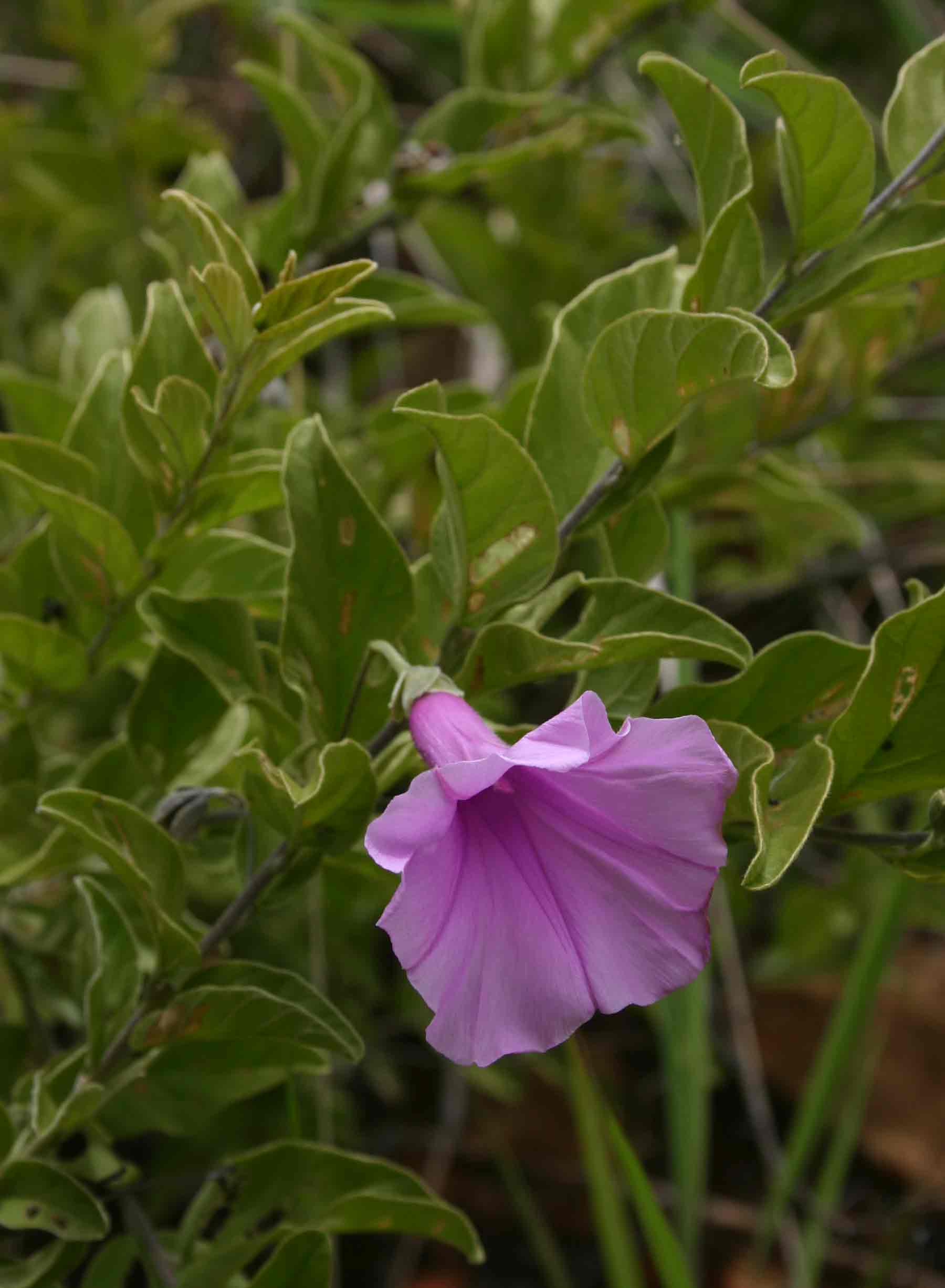 Turbina holubii