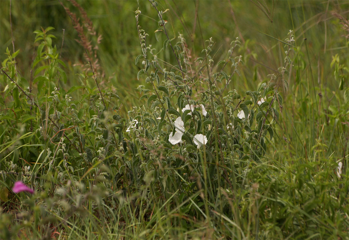 Turbina holubii