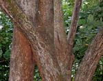 Cordia africana