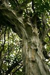 Cordia goetzei
