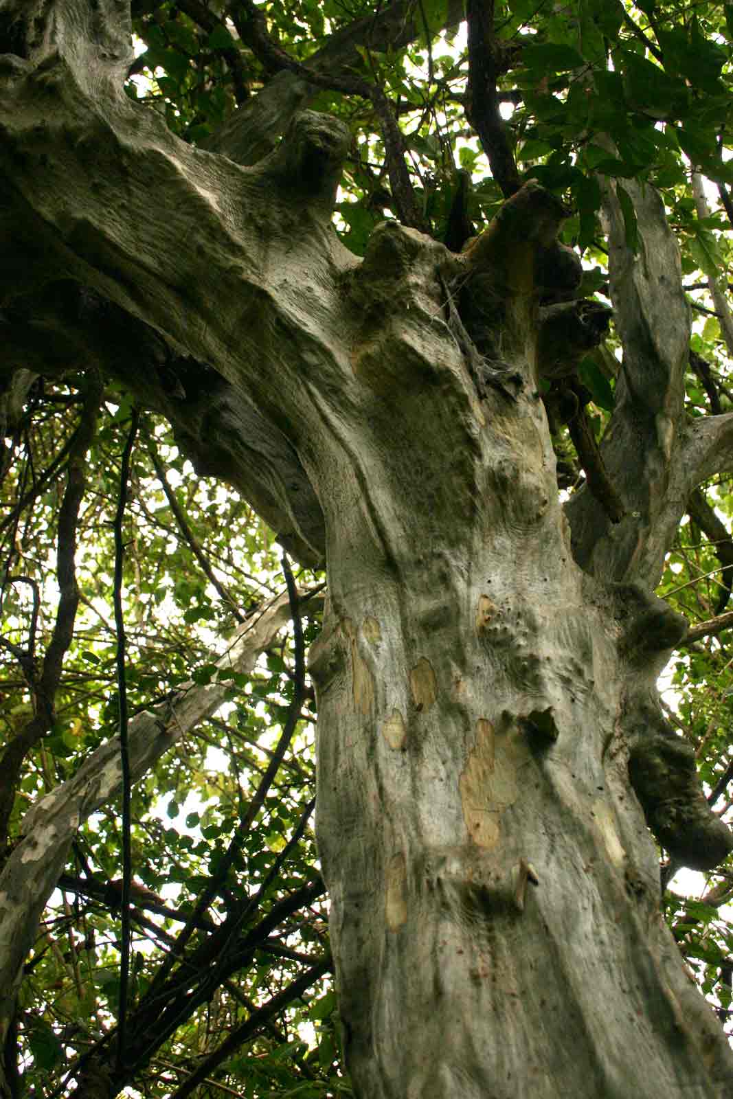 Cordia goetzei