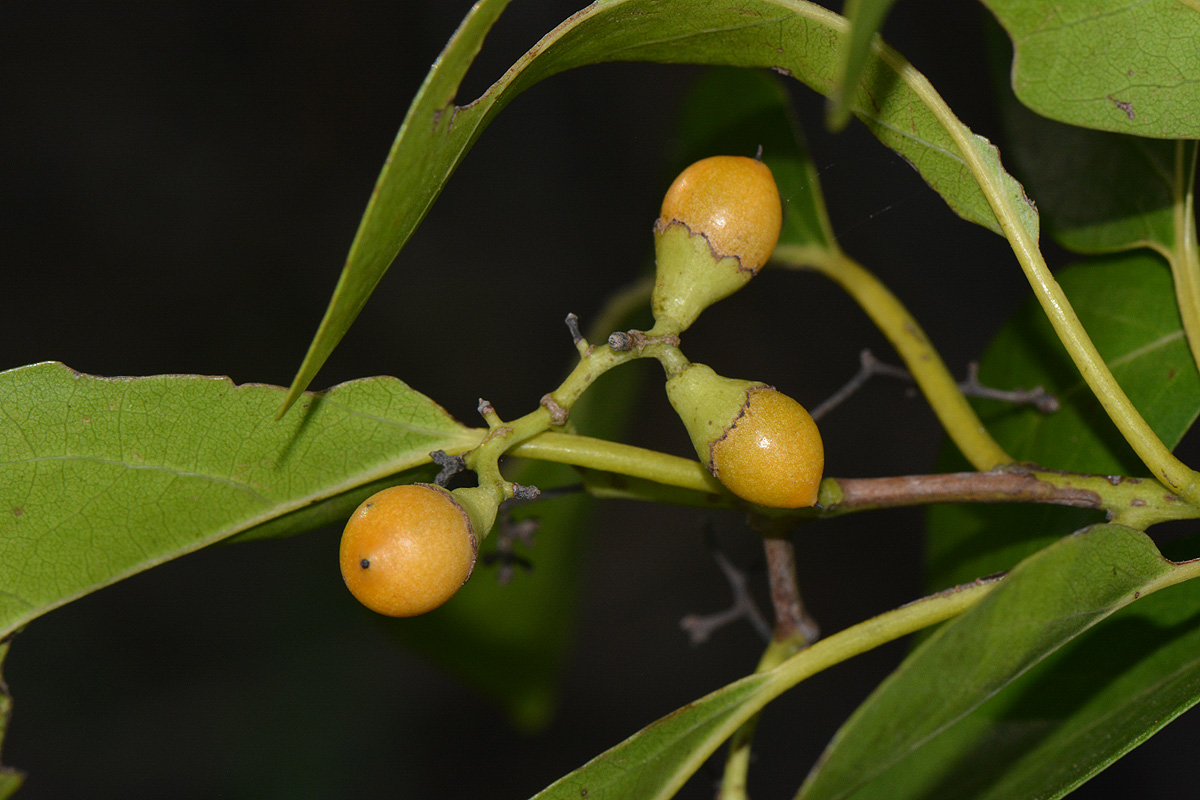 Cordia goetzei
