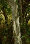 Cordia goetzei