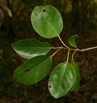 Cordia goetzei