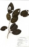 Cordia goetzei