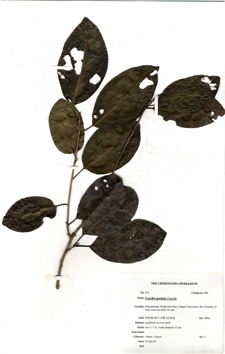 Cordia goetzei