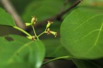Cordia goetzei