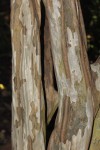 Cordia goetzei