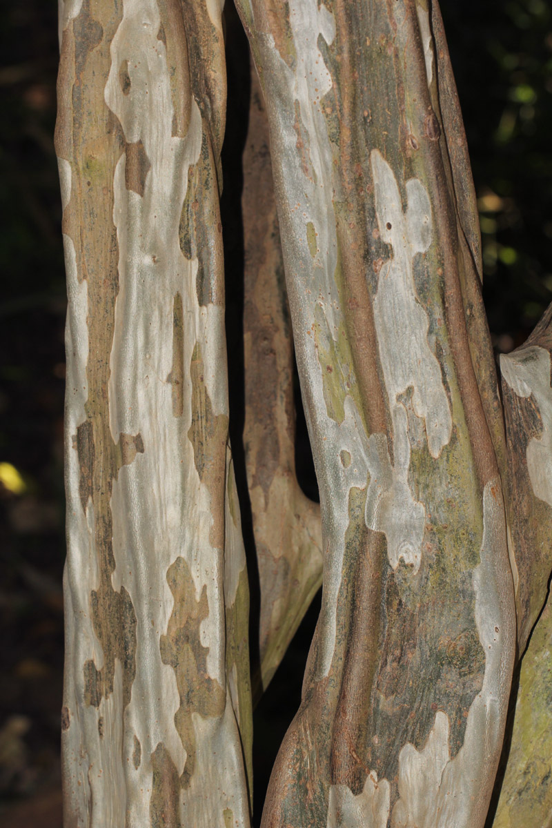 Cordia goetzei
