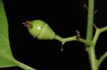 Cordia goetzei