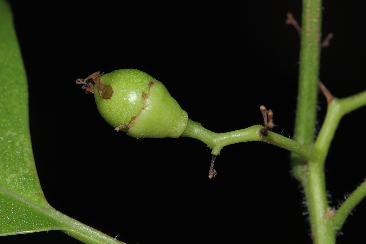 Cordia goetzei