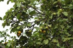 Cordia grandicalyx