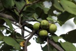 Cordia grandicalyx