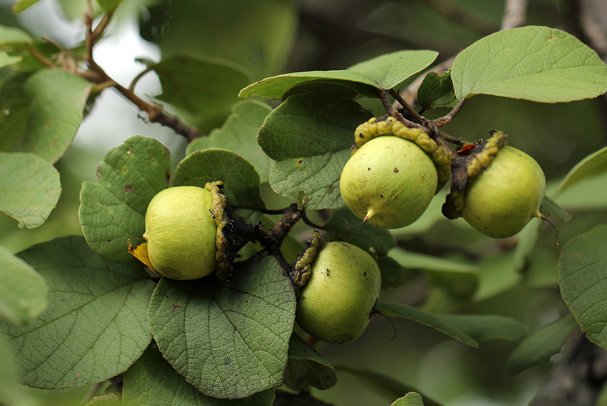 Cordia grandicalyx