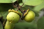 Cordia grandicalyx