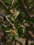Cordia sinensis