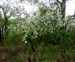 Ehretia amoena