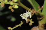 Ehretia amoena