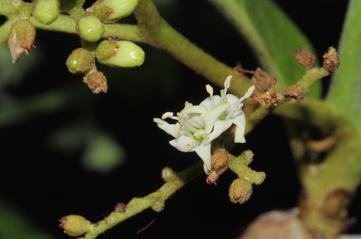 Ehretia amoena
