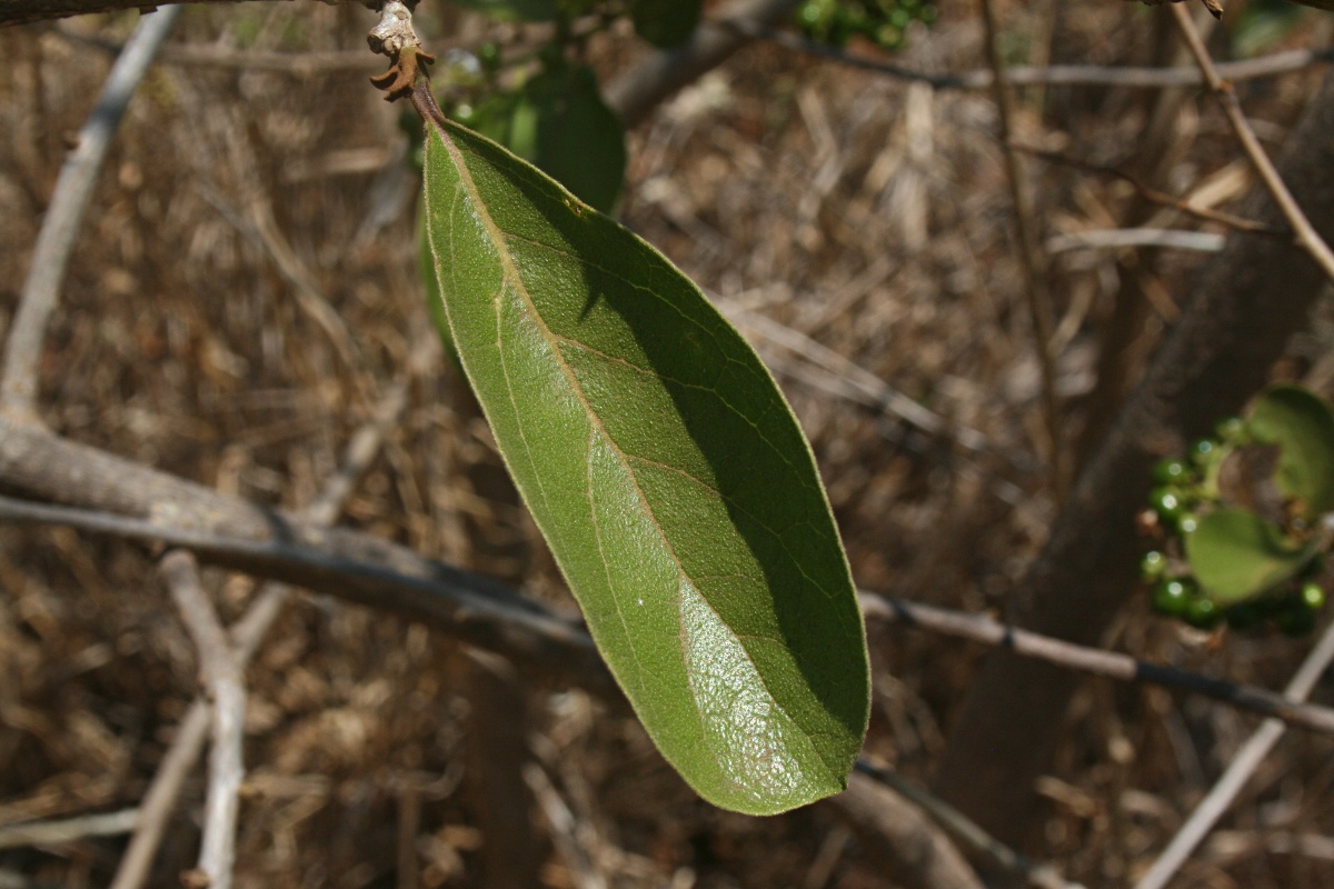 Ehretia amoena