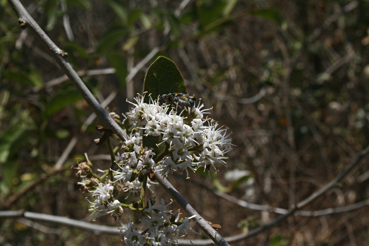 Ehretia amoena