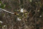 Ehretia amoena