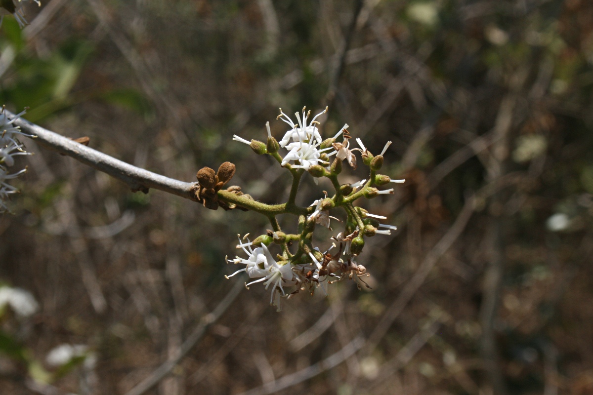Ehretia amoena