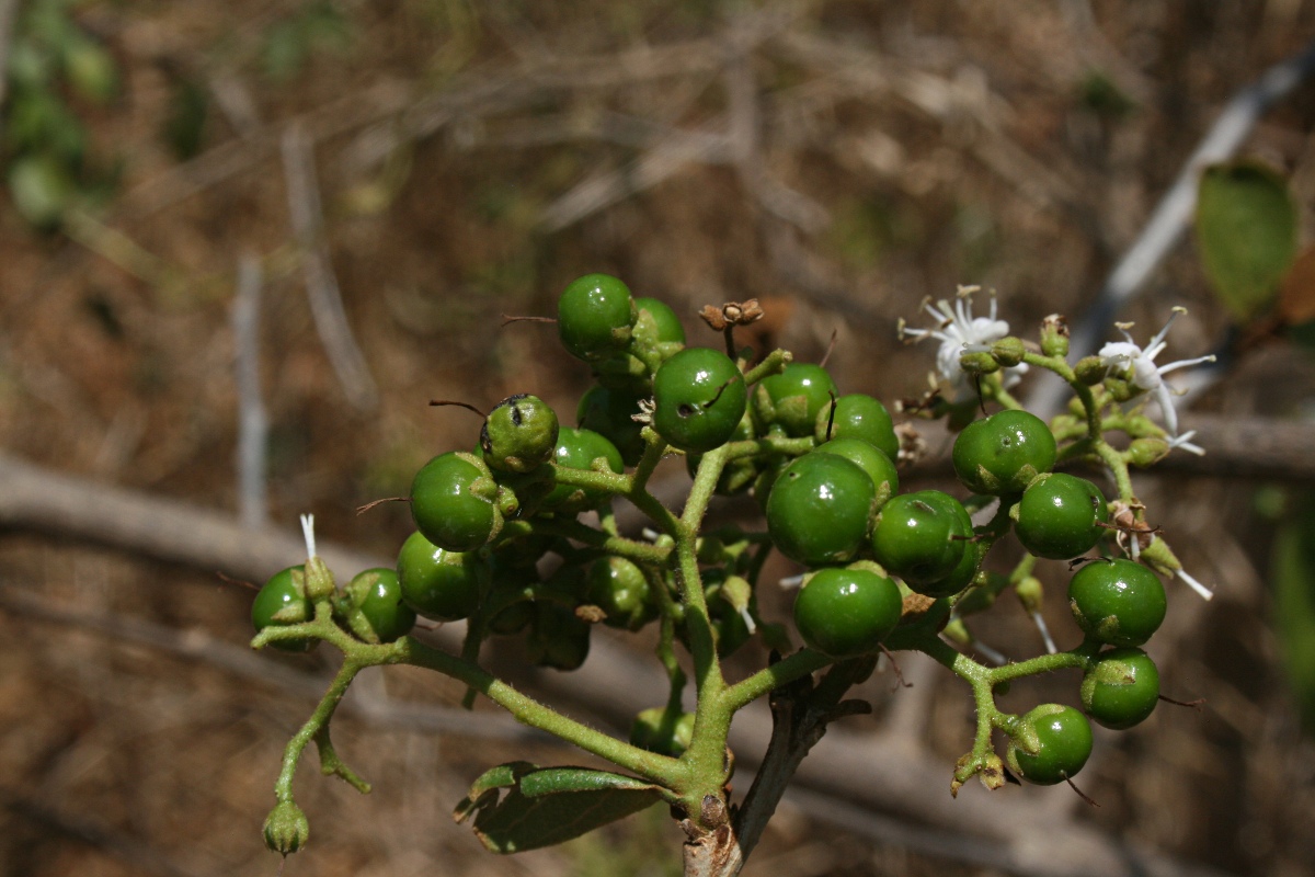 Ehretia amoena