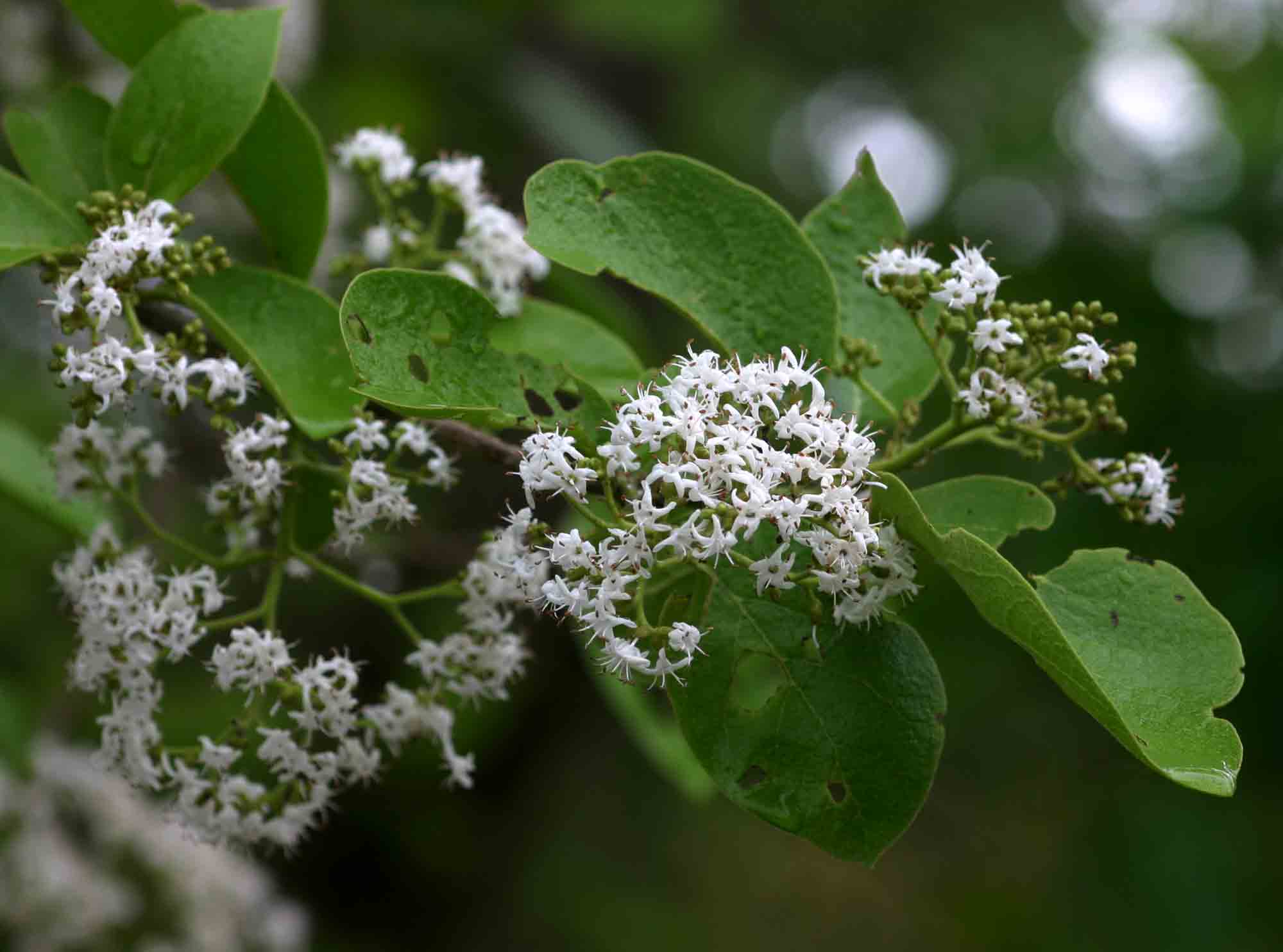 Ehretia amoena